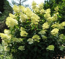 HydrangeaheteromallaCrugFarmVNglobalpic2August