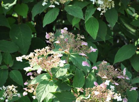 HydrangeaheteromallaSnowCap1