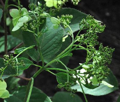 Hydrangeaheteromallauitbloei