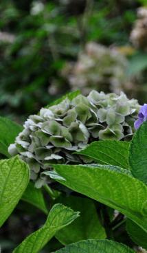 HydrangeaHolehirdpurpleuitbloeioktborderJSterken