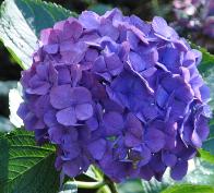 Hydrangeaholehirdpurpleherfstbloei