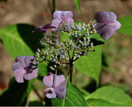 Hydrangeahonohusi