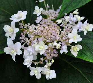 HydrangeainvolucrataYarakuTamaSugimotocloseup