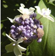 hydrangeainvolucrataknopcloseup