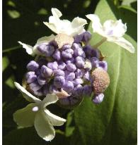 hydrangeainvolucrataknopcloseup