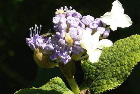 Hydrangeainvolucrata