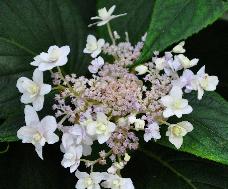 Hydrangea involucrata 'Yaraku Tama 'Sugimoto closeup