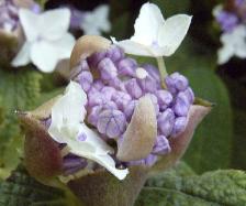 Hydrangeai nvolucrata boutton qui s'ouvre