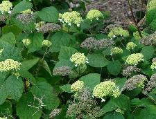 Hydrangeainvolucratahortensis3