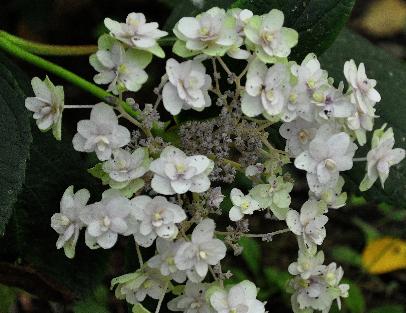 HydrangeainvolucrataYarakuTamaSugimotovn