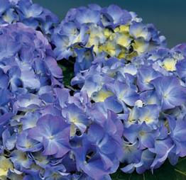 HydrangeaLavblaa