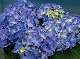 HydrangeaLavblaa