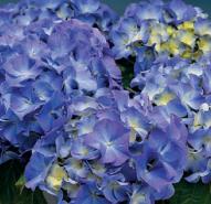 HydrangeaLavblaa