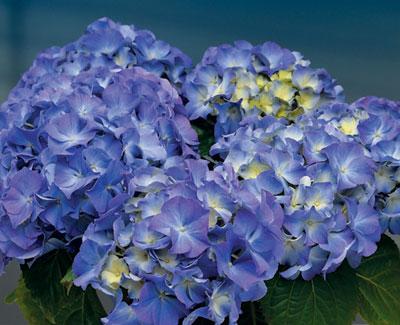 HydrangeaLavblaa