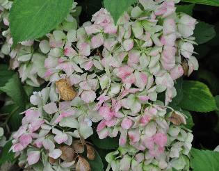 HydrangeamacrAlaskauitbloeioktober