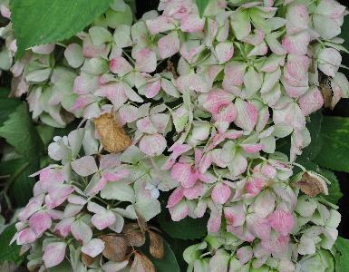 HydrangeamacrAlaskauitbloeioktober