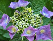 hydrangeamacrblaumeisejongebloemclup