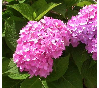 Hydrangeamacrendlesssummerrose