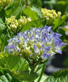 hydrangeamacrlabvla