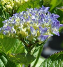 hydrangeamacrlabvla