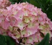 HydrangeamacrLaFrance