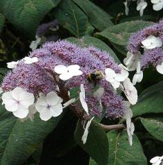 hydrangeamacrofasperaDdon2