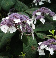 hydrangeamacrofasperaDdon2