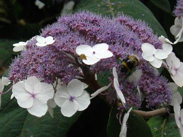 hydrangeamacrofasperaddon