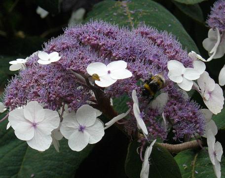 Hydrangea aspera macrophylla 'D.don' closeup bloemen