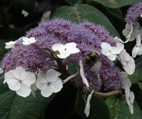 hydrangeamacrofasperaddon