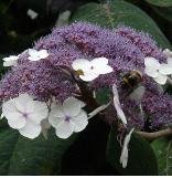 hydrangeamacrofasperaddon