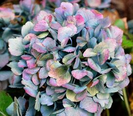 HydrangeamacrophyllaUrsulauitbloeioktVN