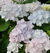 HydrangeamacrophyllaAlaskaVN