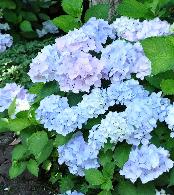 HydrangeamacrophyllaAlaskajulinice