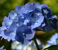 Hydrangea macrophylla 'Bela' clup