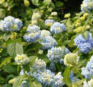 HydrangeamacrophyllaGeneralvicomtessedeVibrayvn