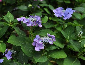 HydrangeamacrophyllaBlueTitsynBlaumeisevn