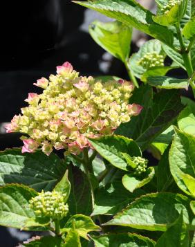 hydrangeamacrophyllamoscou