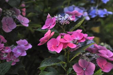 HydrangeamacrophyllaAnnekeSterkenVN2011