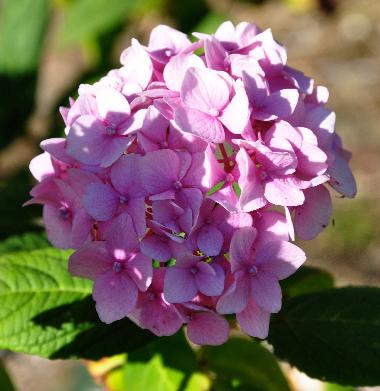 HydrangeamacrophyllaAllSummerBeauty