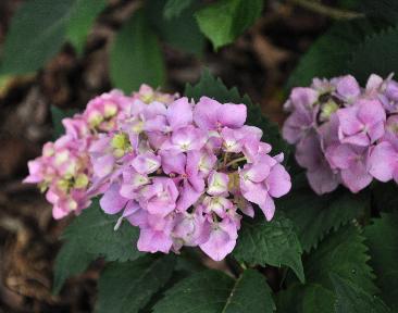 HydrangeamacrophyllaCarmenCloseupVN