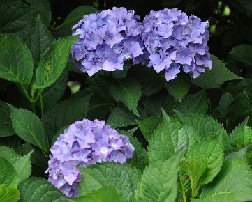 HydrangeamacrophyllaDrSteinigerVN