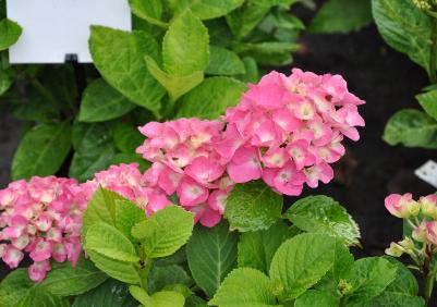 HydrangeamacrophyllaFlandersPink