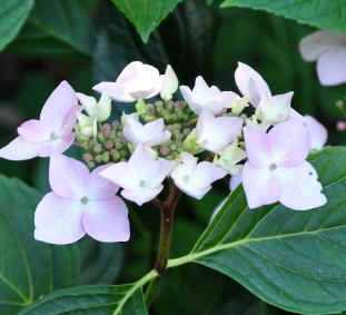 HydrangeamacrophyllaJeanVarnierVNN