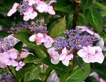 HydrangeamacrophyllaJunouitbloei15juli2011