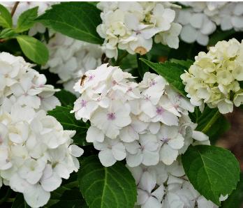 Hydrangea macrophylla 'Mme E. Mouillère' 15 juli - zweefvlieg VN