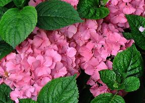 Hydrangea macrophylla 'Générale Vicomtesse de Vibraye' 1