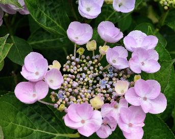 HydrangeamacrophyllaNanpingVN