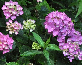 HydrangeamacrophyllaUrsullajuli2011