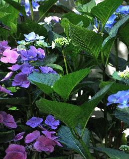 HydrangeamacrophyllaAnnekeSterkennaastBlaumeiseVN